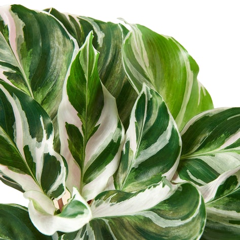 Tropical House Plants