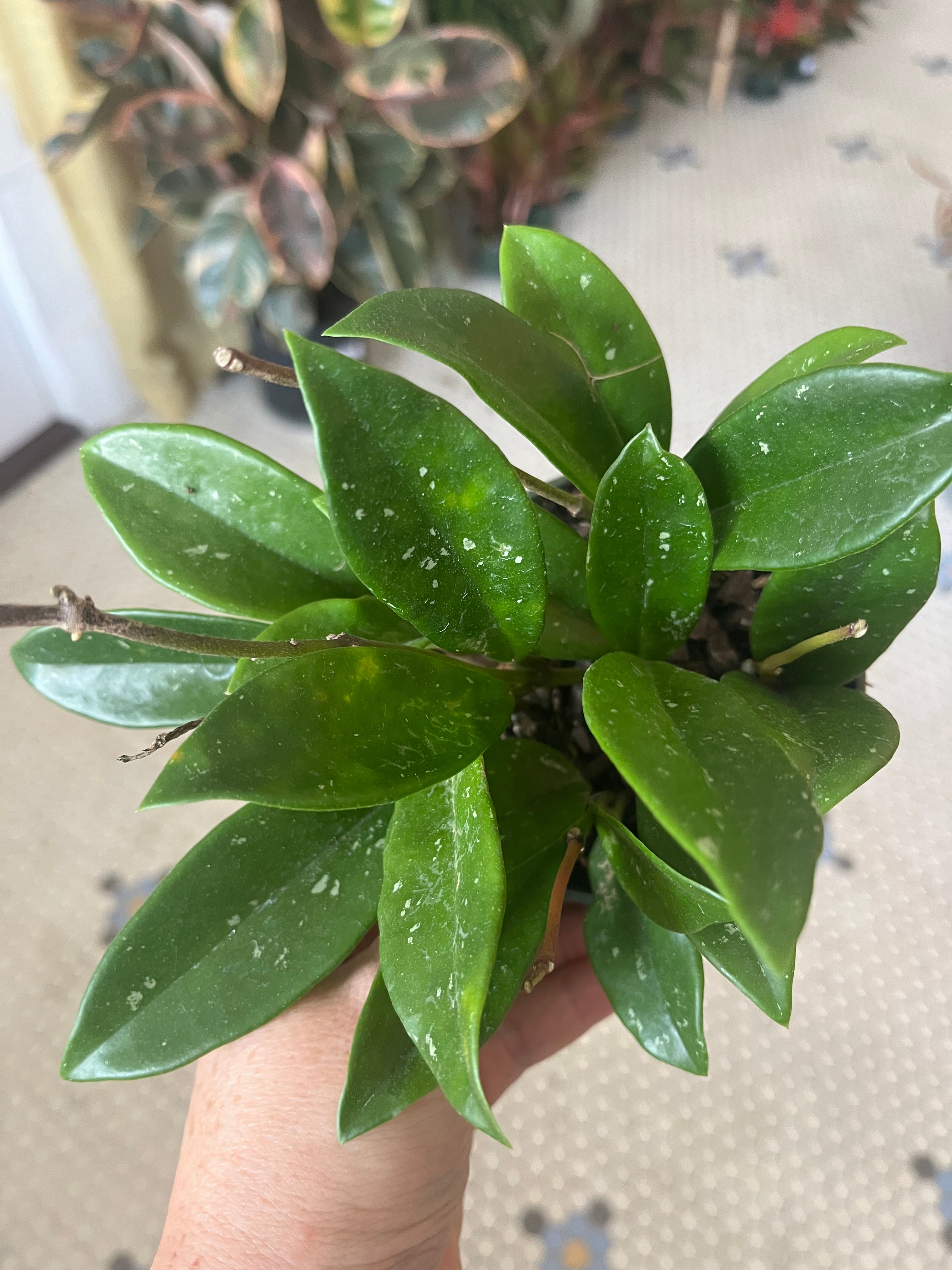 HoyaGreenGhost.jpg?v=1727978174