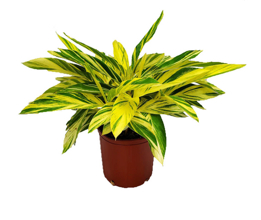 Variegated Shell Ginger 10"