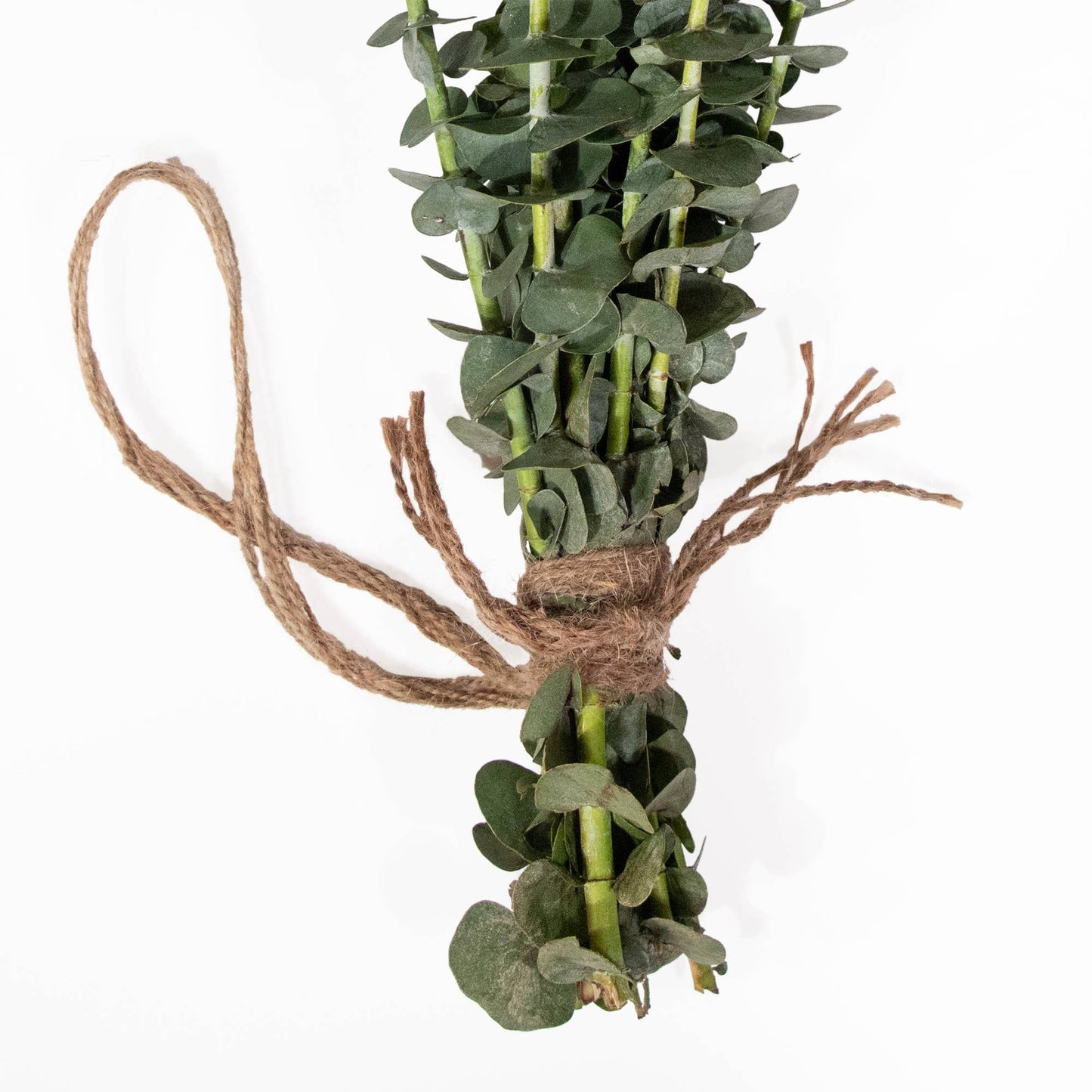 Fresh Baby Blue Eucalyptus Bundles