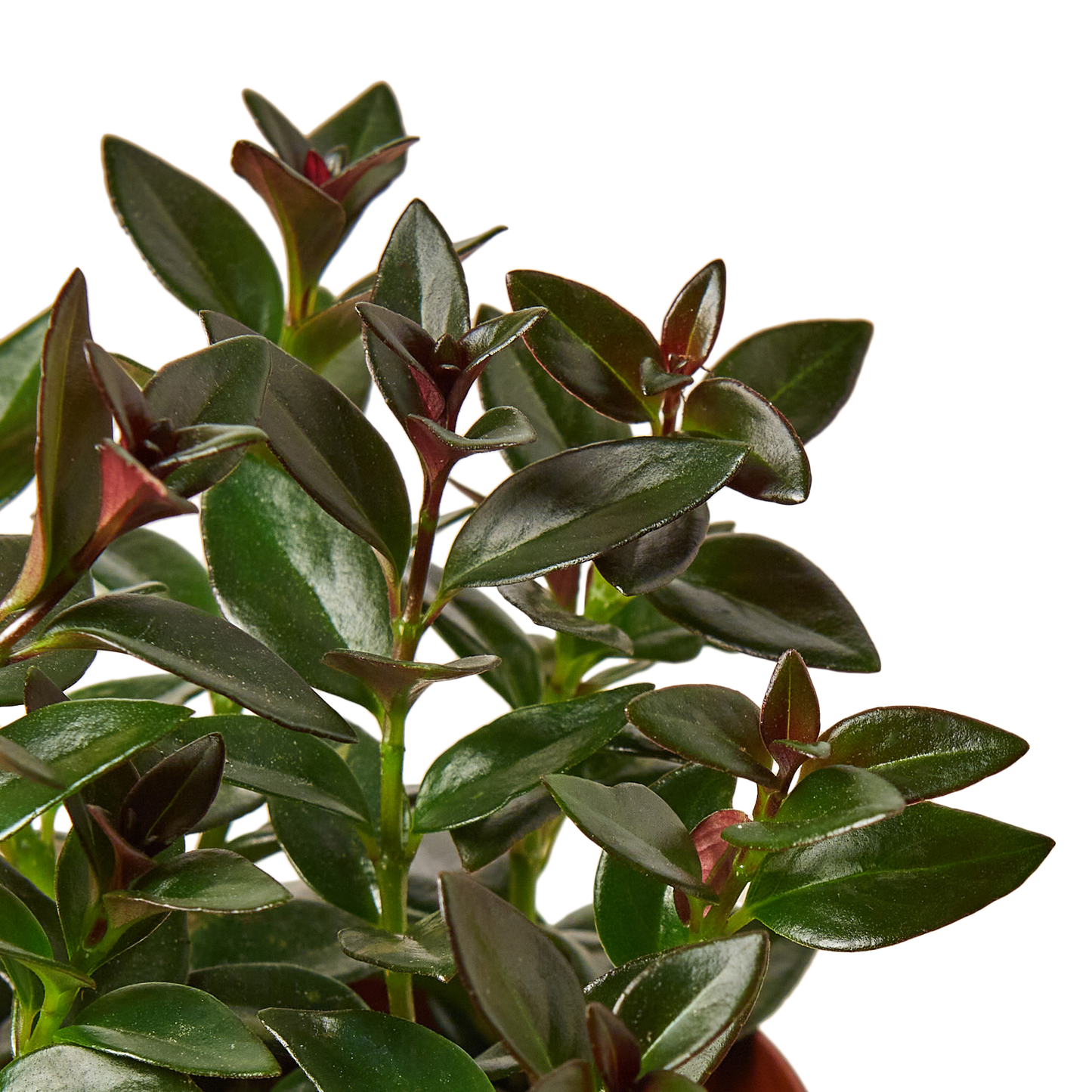 NEMATANTHUS BLACK GOLDFISH 4-inch