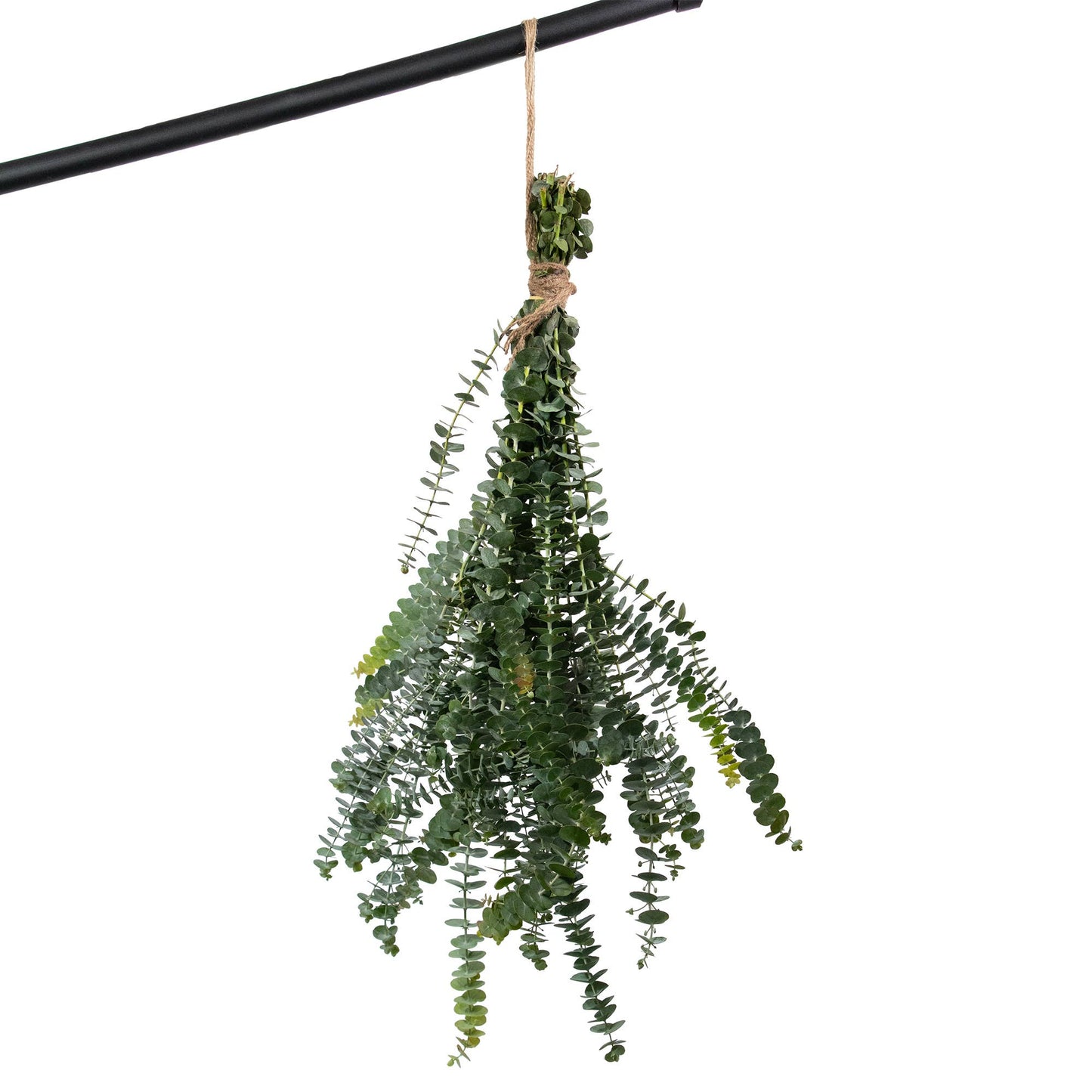 Fresh Baby Blue Eucalyptus Bundles