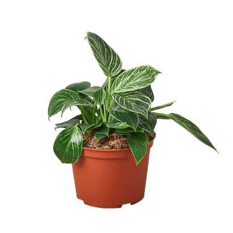 Philodendron 'Birkin'