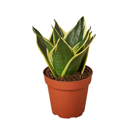 Snake Plant Black Gold 4"