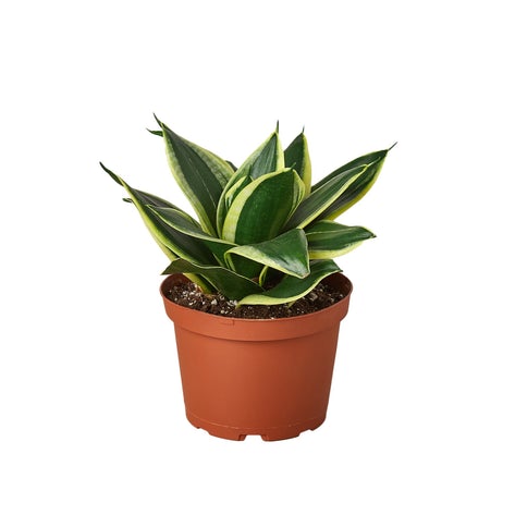 Snake Plant Black Gold 4"