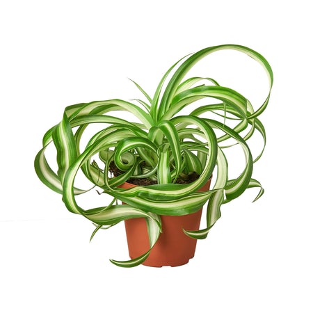 Spider Plant 'Bonnie' 4"