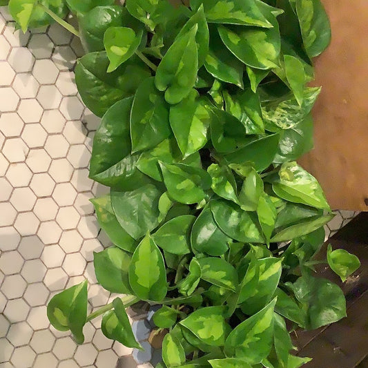 Pothos ‘Global Green’ 6”