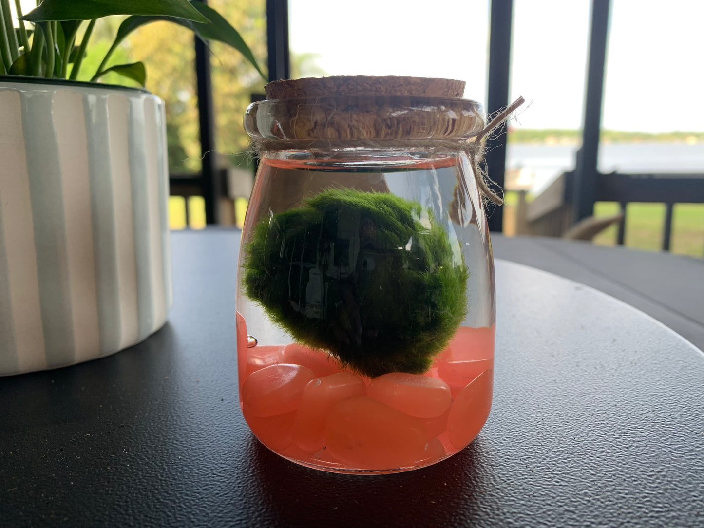 Coral “Glow in the Dark” Compadre