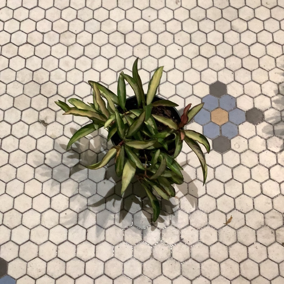 Hoya Wayeti Tricolor