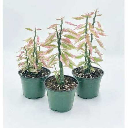 Euphorbia Tithymaloides Variegated