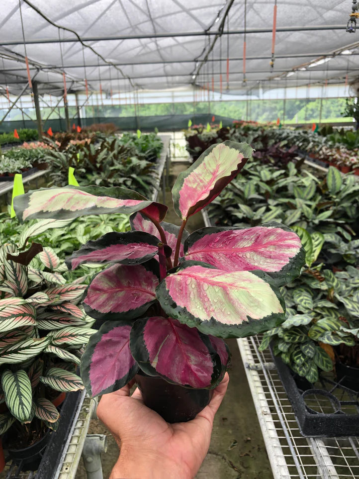 Calathea roseopicta “Silvia”