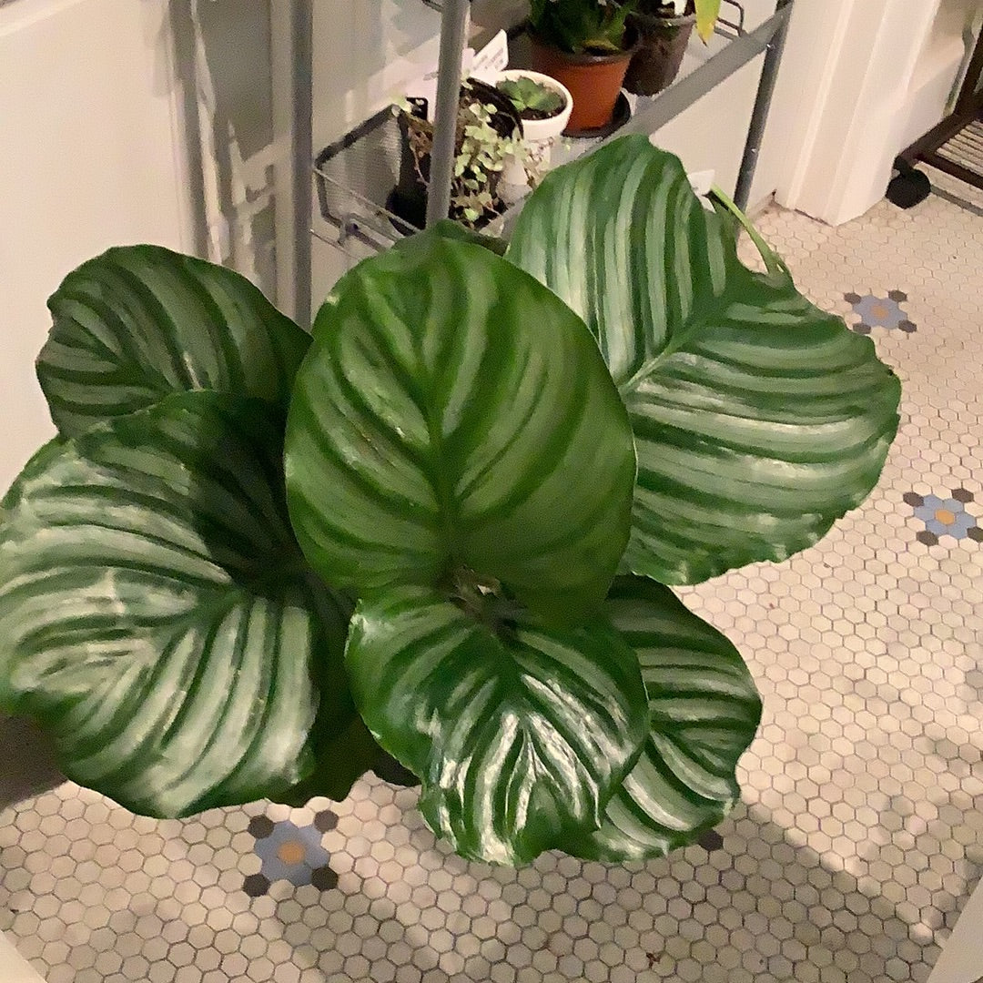 Calathea Orbifolia