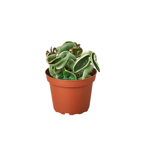 Hoya Rope Plant Variegated