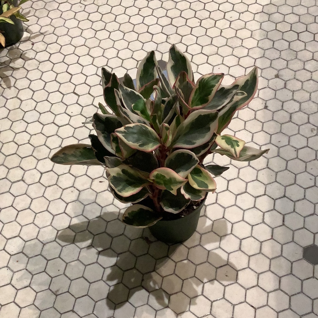 Peperomia White Ginny