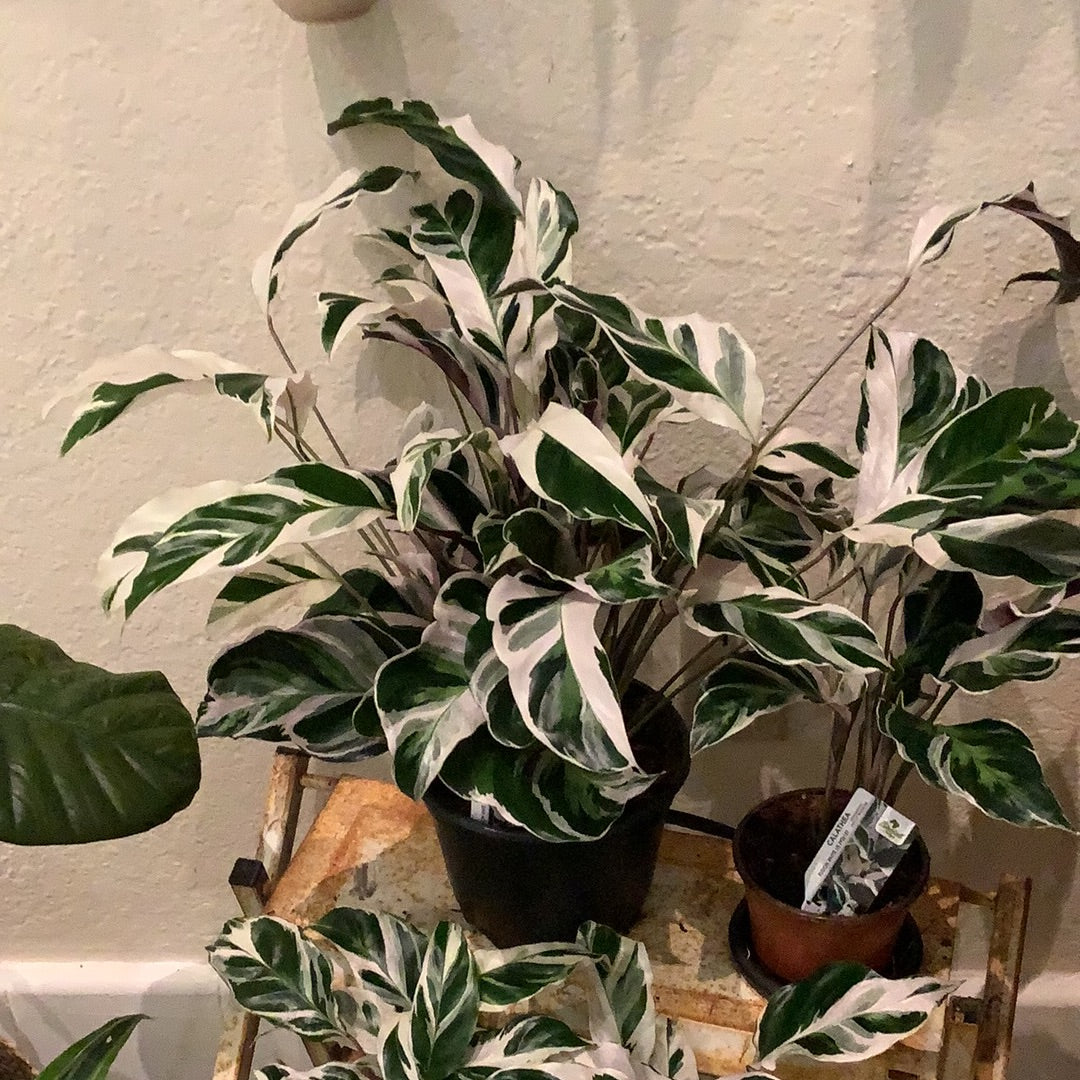 Calathea White Fusion “6