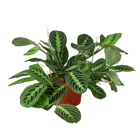 Maranta 'Lemon Lime' (Lemon Lime Prayer Plant)