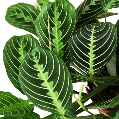 Maranta 'Lemon Lime' (Lemon Lime Prayer Plant)