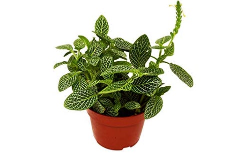 Fittonia 'White Nerve Plant' “4