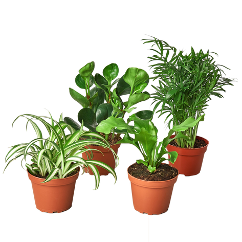 Pet Friendly Variety Bundle