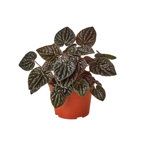 Peperomia 'Ripple Red'