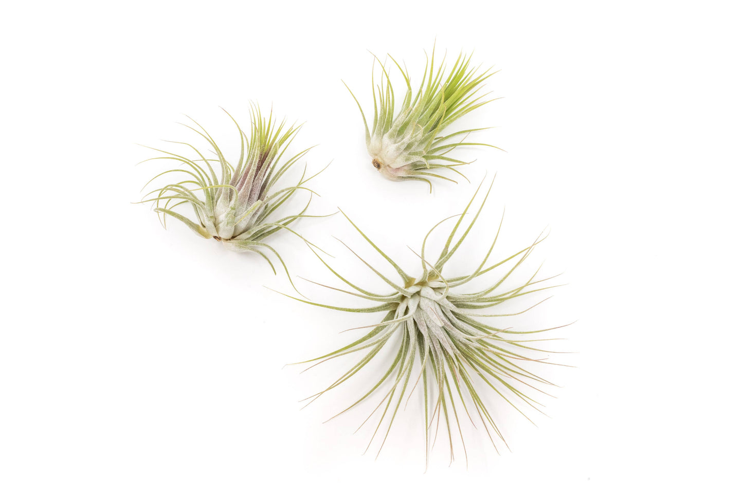 XL Tillandsia Ionantha Guatemala Air Plants