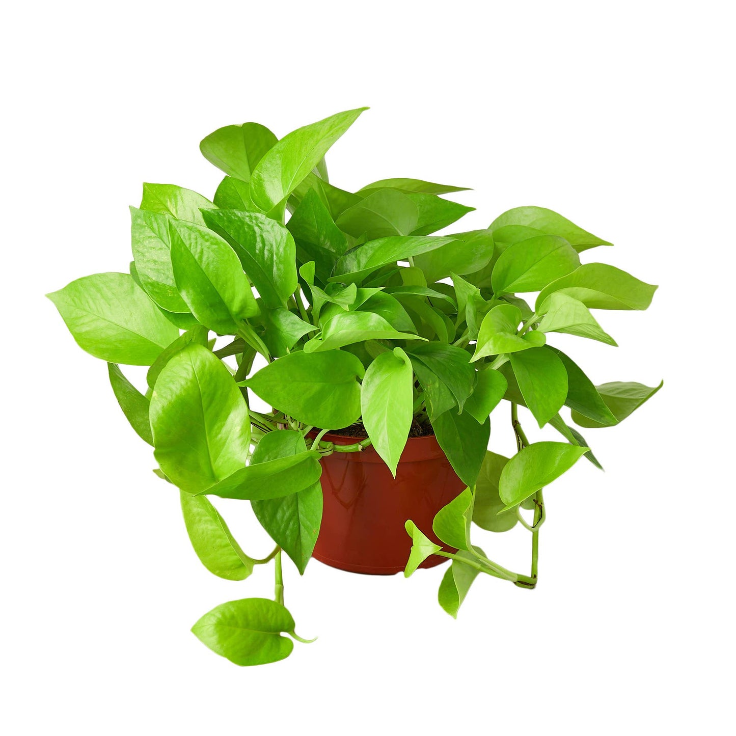 POTHOS NEON 6-inch