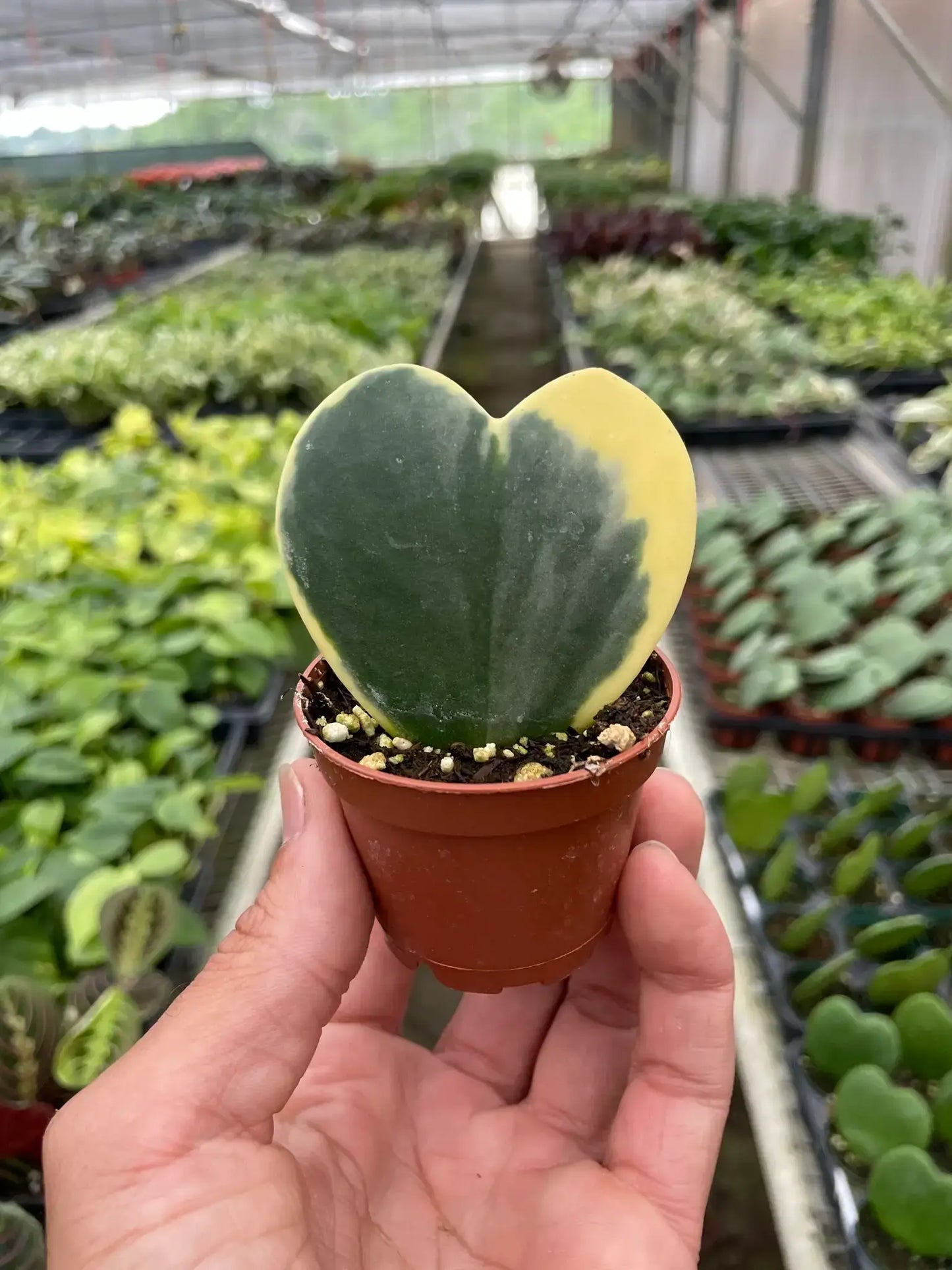 Hoya Heart Variegated 3"  Sweetheart