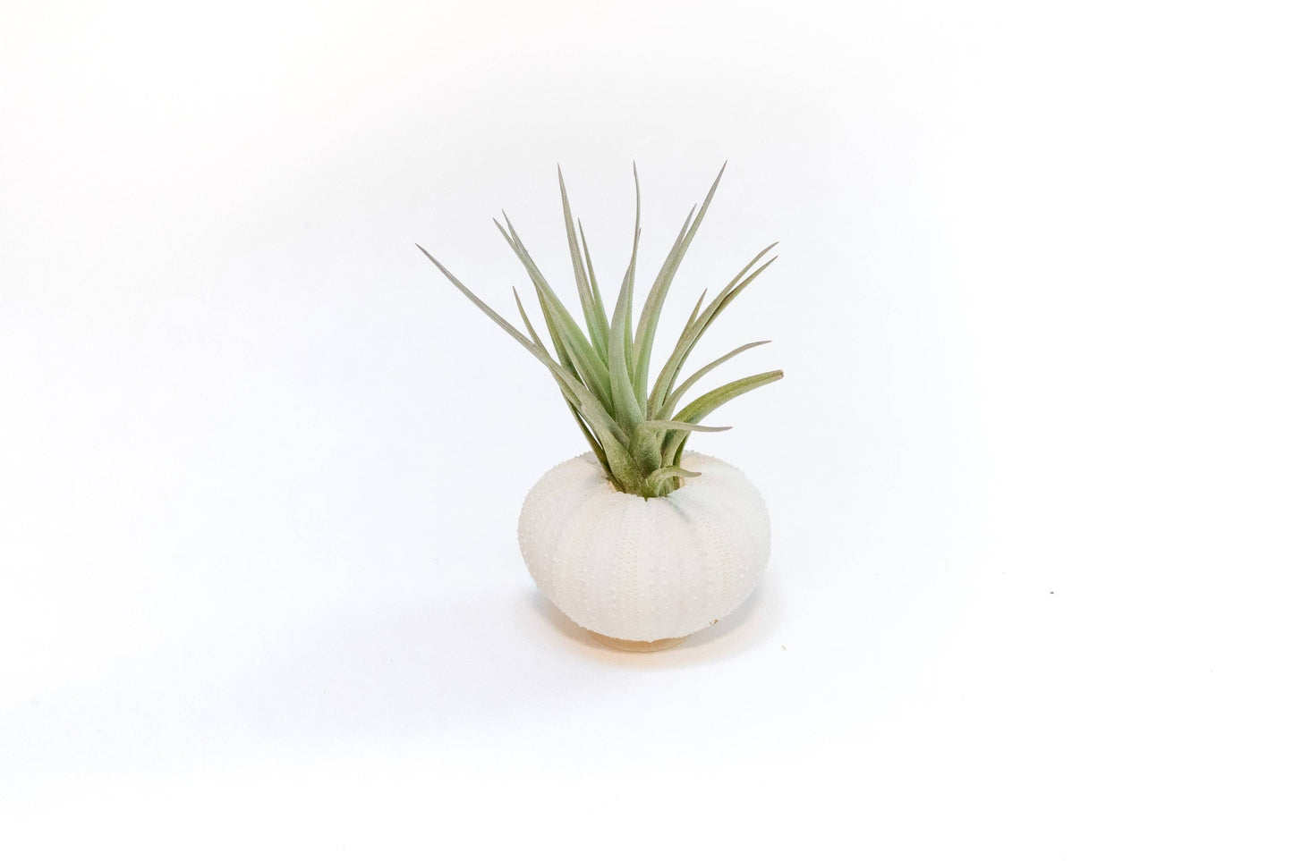 White Urchin Shells with Tillandsia Air Plants