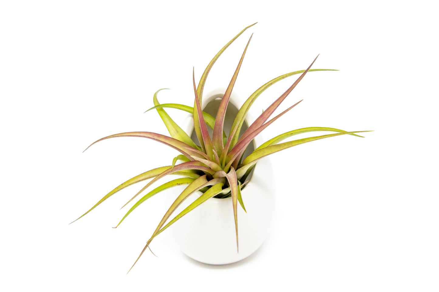 Large Ivory Ceramic Container & Custom Tillandsia Air Plant: Harrisii