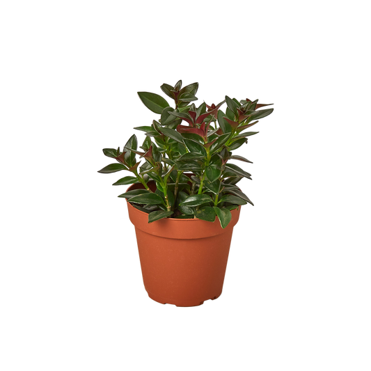NEMATANTHUS BLACK GOLDFISH 4-inch
