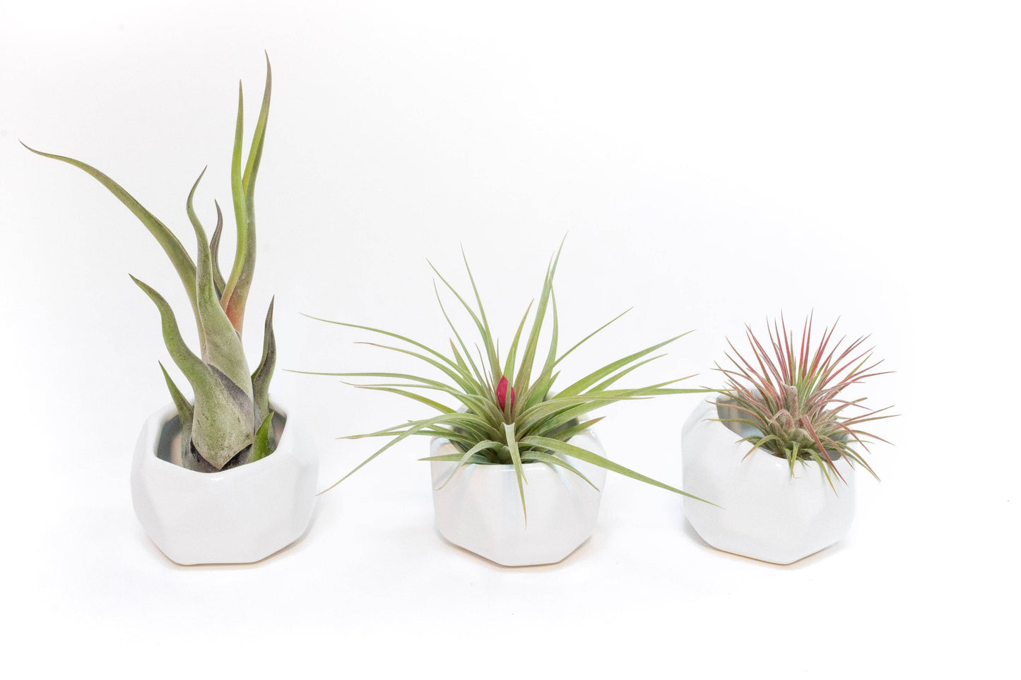 White Geometric Ceramic Container with Air Plant