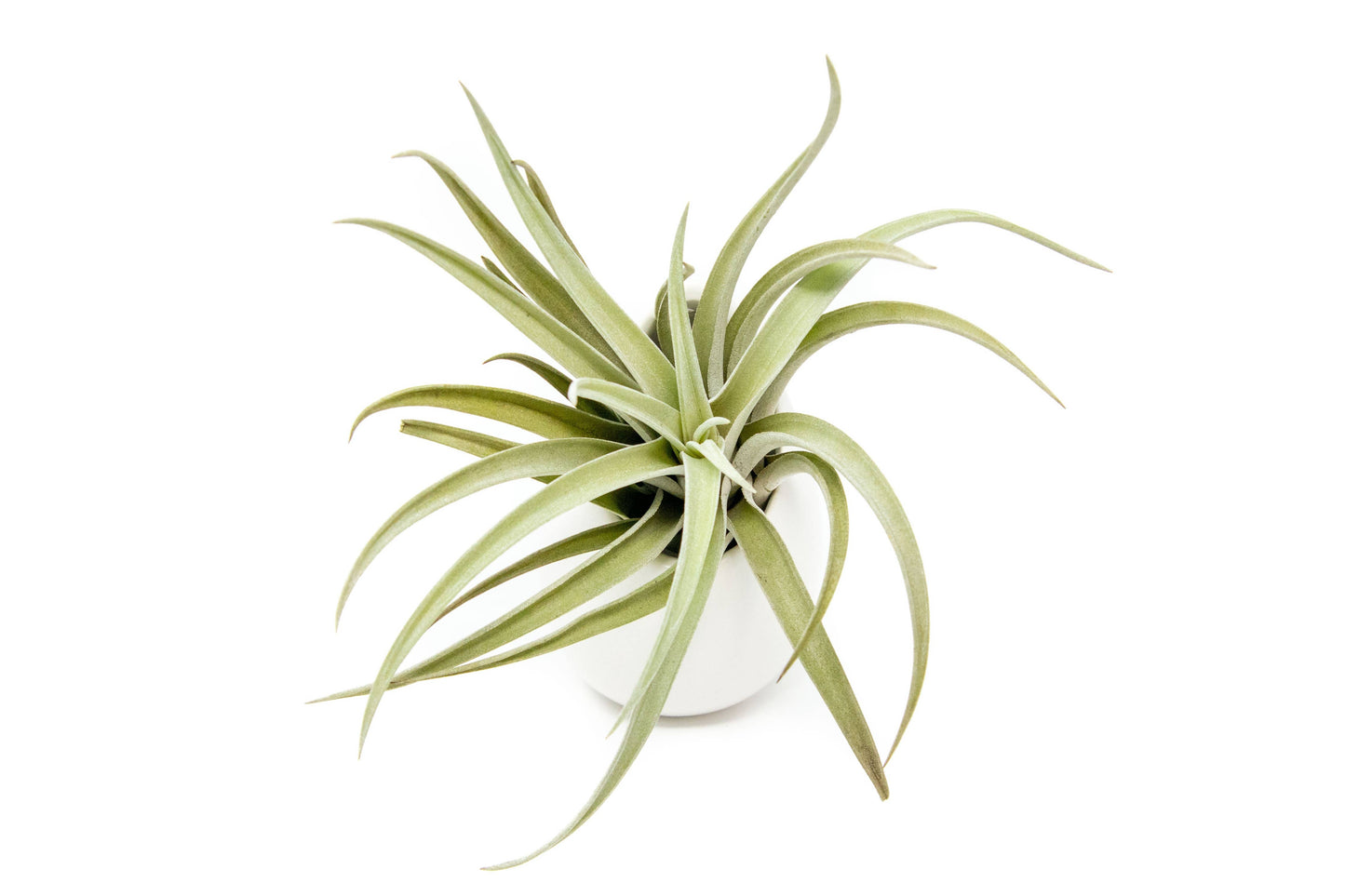 Large Ivory Ceramic Container & Custom Tillandsia Air Plant: Harrisii