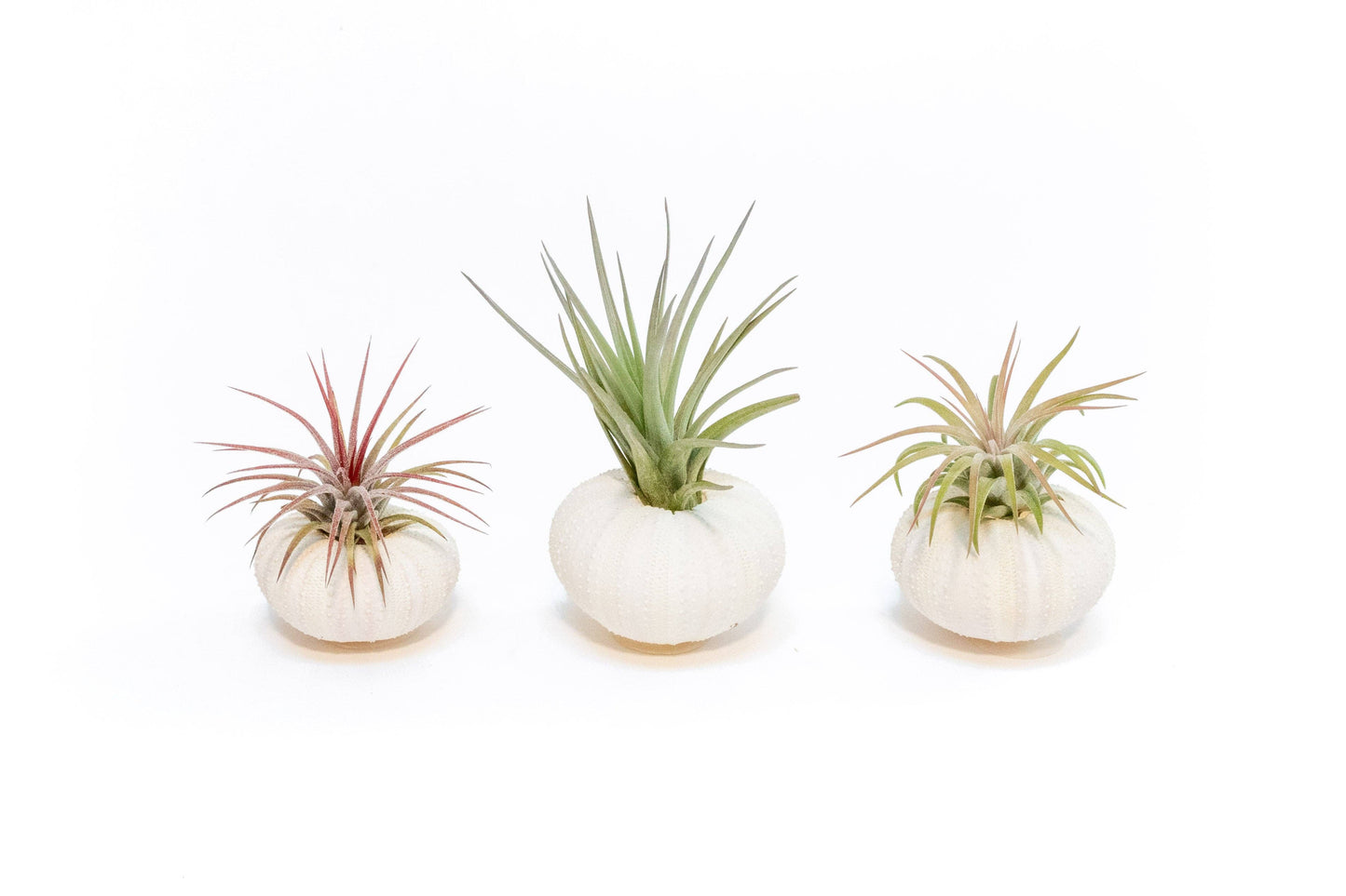 White Urchin Shells with Tillandsia Air Plants