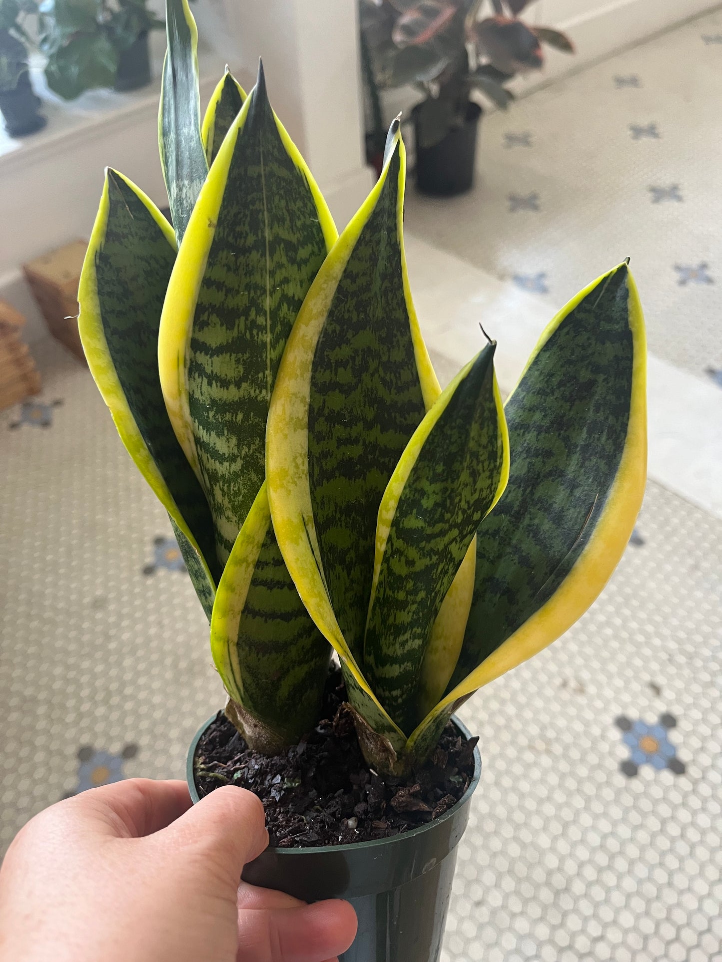 Sansevieria Laurentii 4"