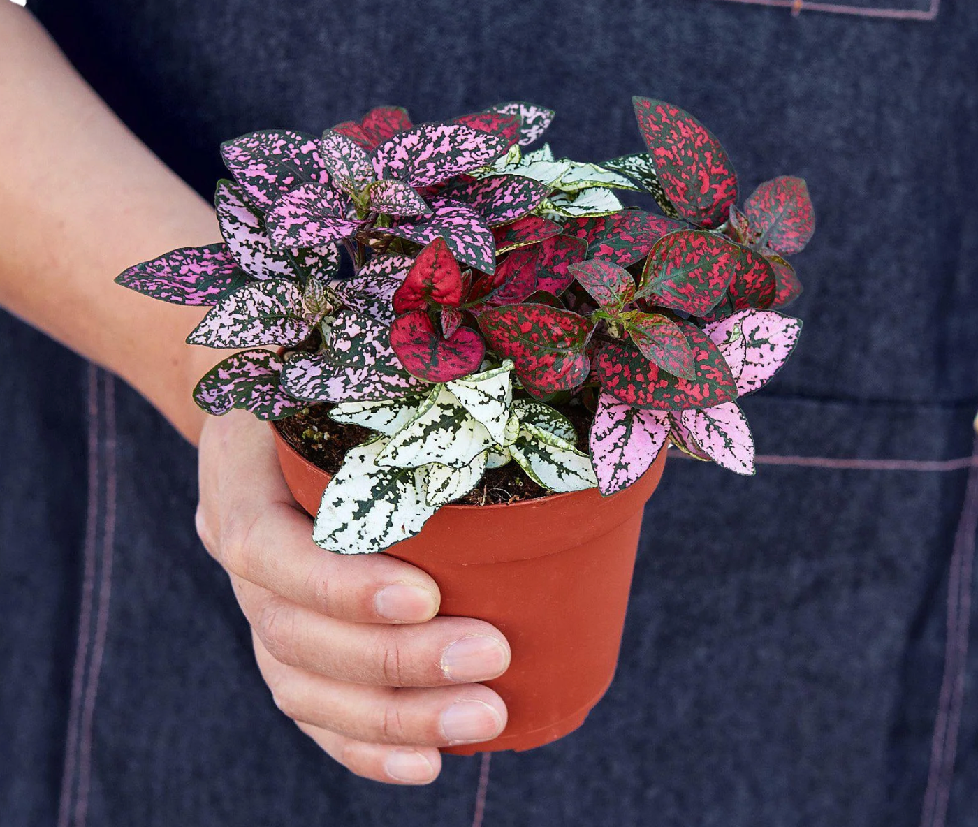 Hypoestes 'Polka Dot'