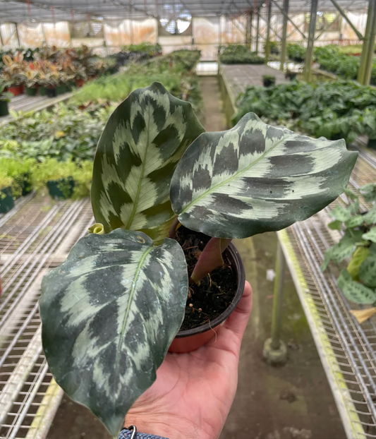 Calathea "Kennedy" 4"