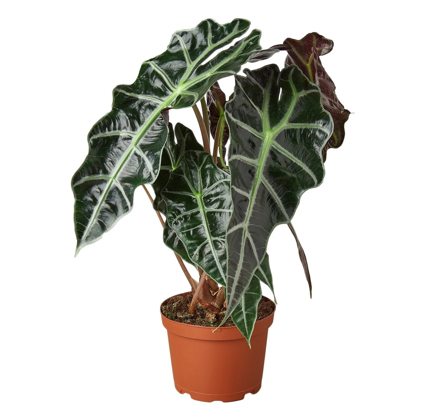 Alocasia Polly 'African Mask'