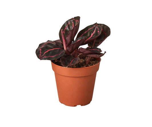 Calathea 'Dottie' 4"