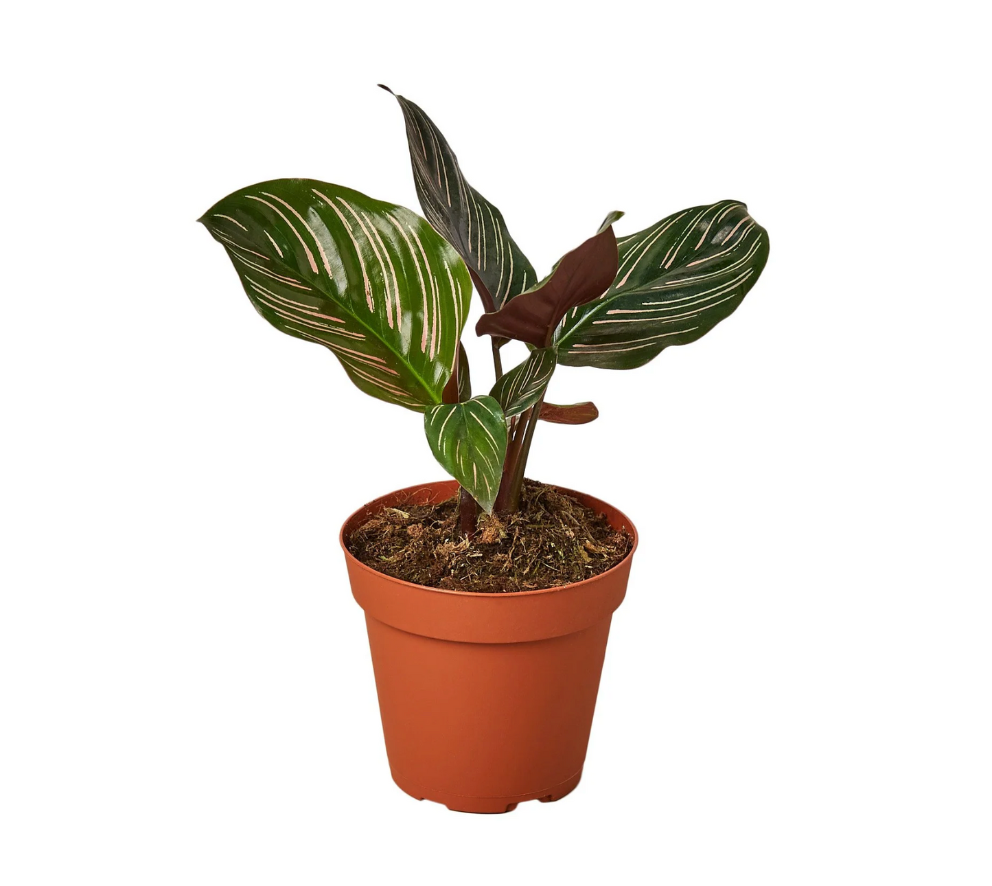 Calathea 'Ornata' (Pinstripe Calathea) 4"