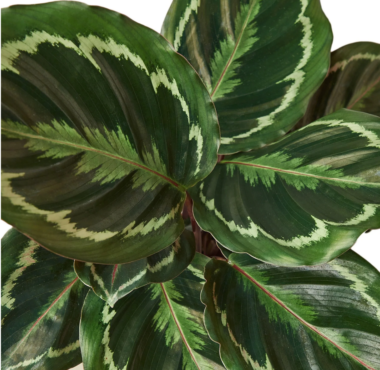 Calathea Roseopicta 'Medallion' 4"