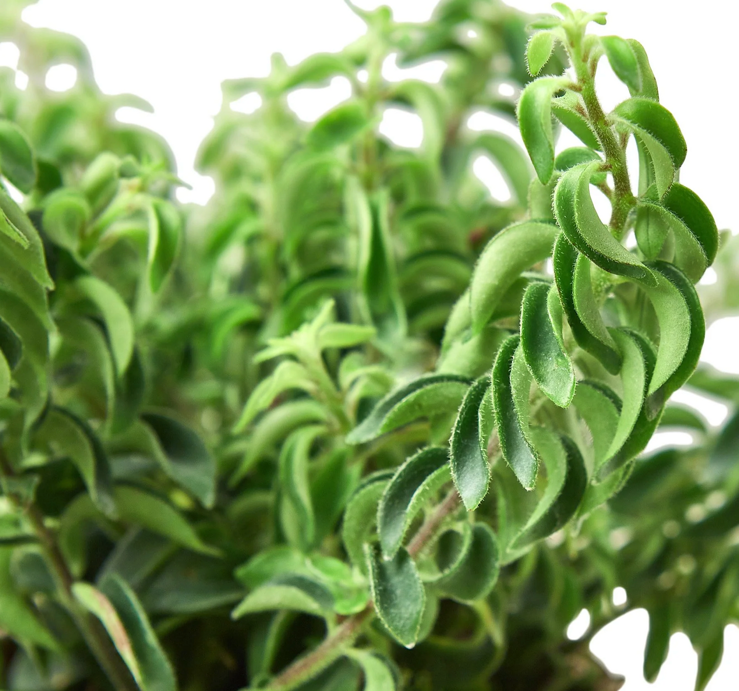 Curly Lipstick Plant (Aeschynanthus radicans) 4"