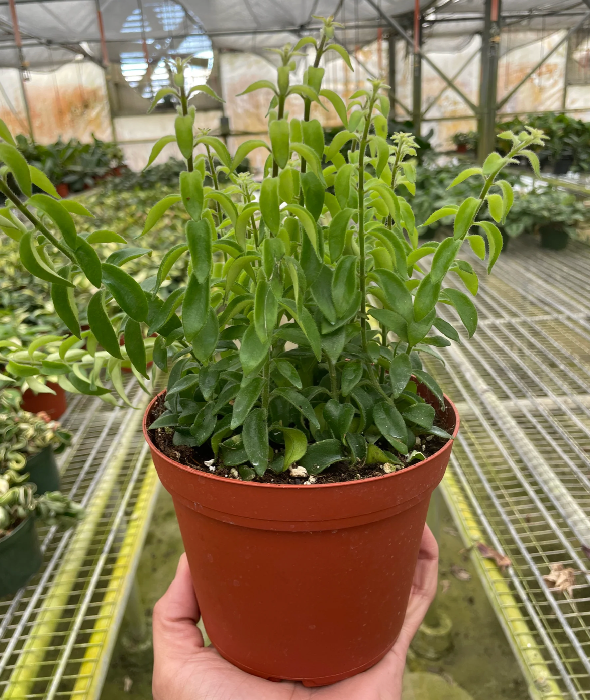 Curly Lipstick Plant (Aeschynanthus radicans) 4"