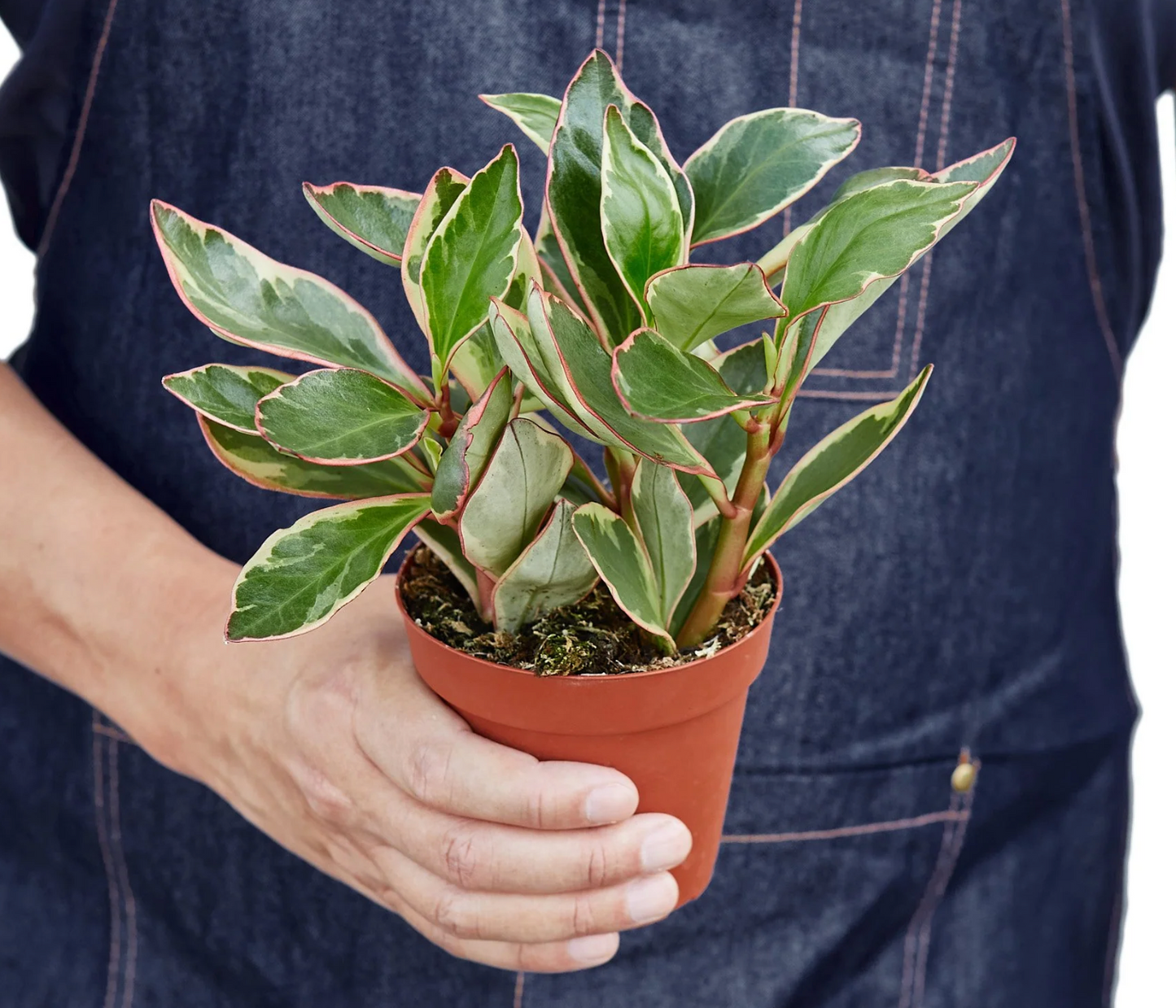 Peperomia 'Ginny' 4"