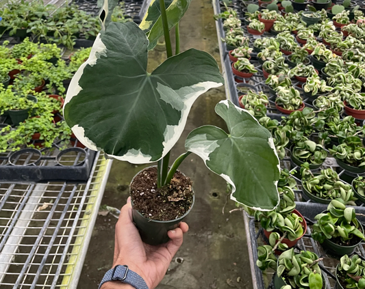 Alocasia 'Mickey Mouse' (Xanthosoma sagittifolium 'Variegatum Monstrosum') 4"