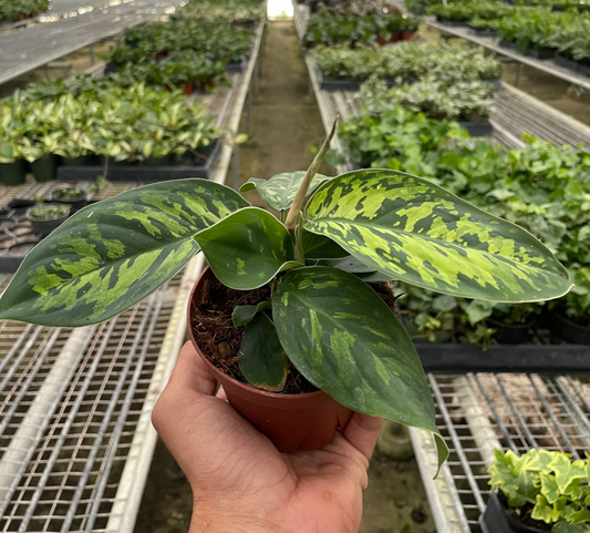 Homalomena 'Camouflage' 4"