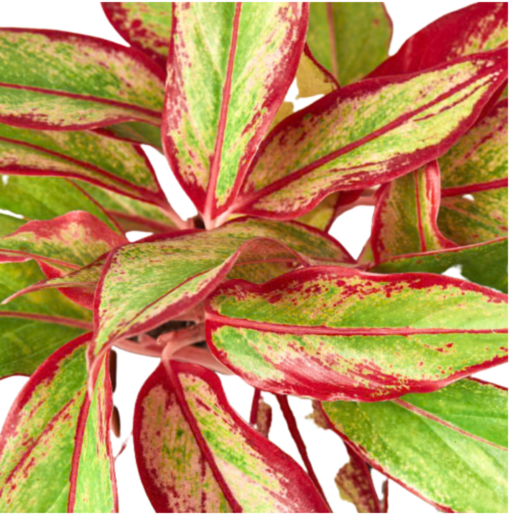 Aglaonema 'Aurora Siam'