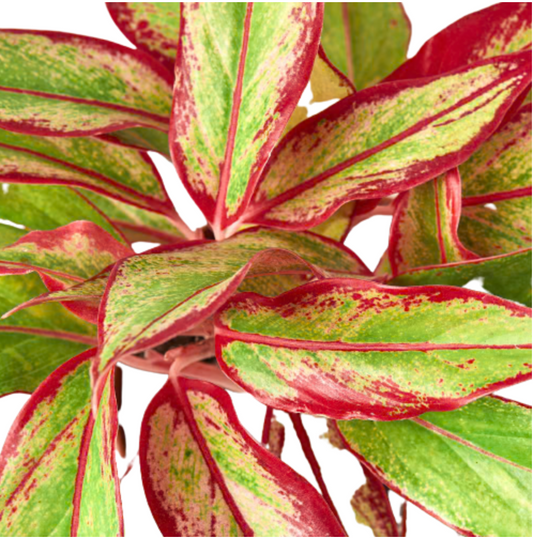 Aglaonema 'Aurora Siam'