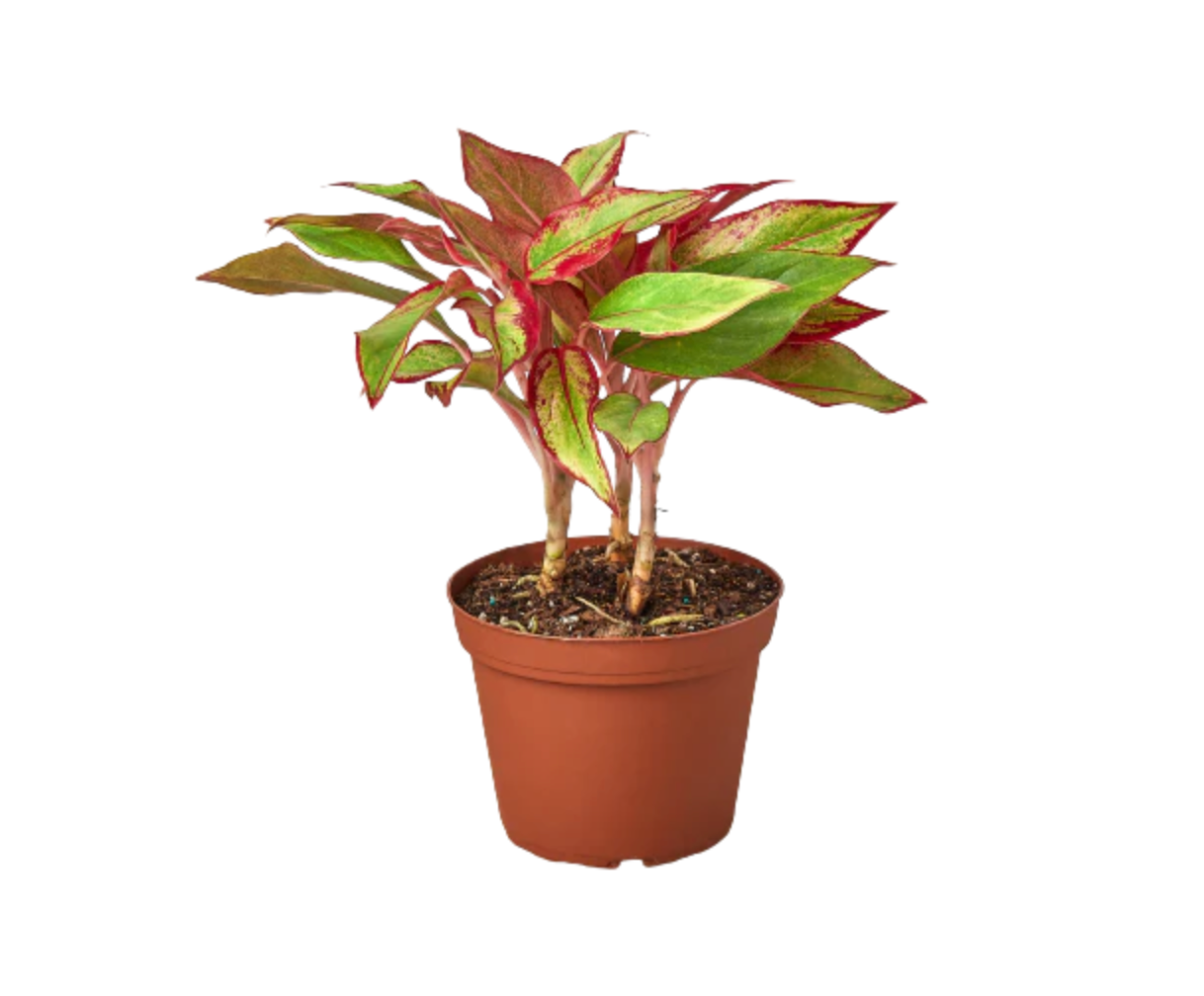 Aglaonema 'Aurora Siam'