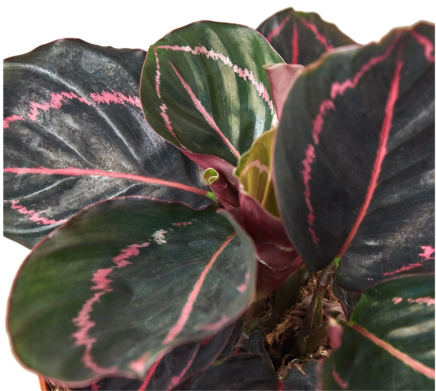 Calathea 'Dottie' 4"