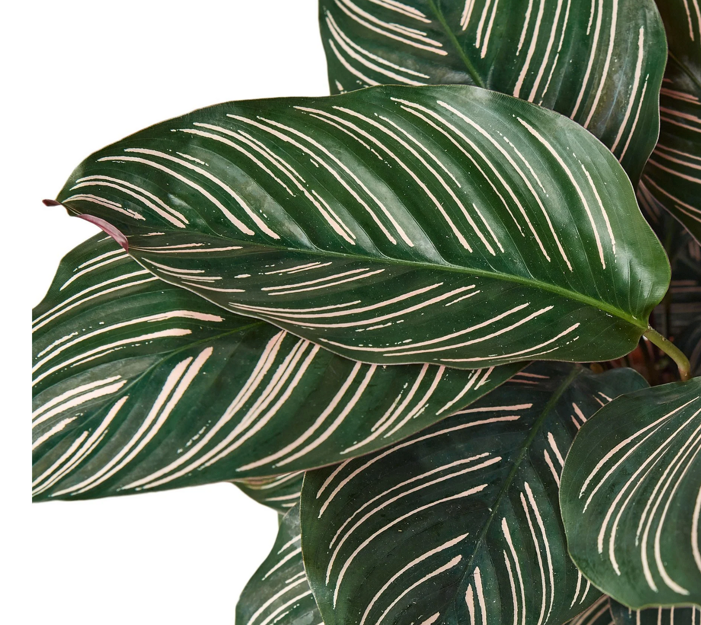 Calathea 'Ornata' (Pinstripe Calathea) 4"